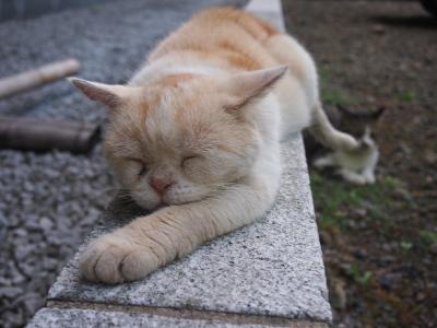 ２０１６年夏　宿泊費ゼロ円旅第１弾　北陸への旅 〈７〉　［御誕生寺など］