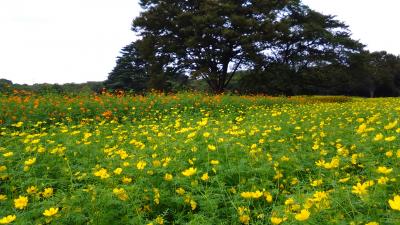 広ーい広ーい公園、日本庭園は感動モノ