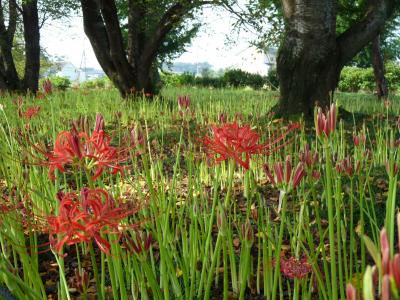 恩林寺の彼岸花_2016(2)_芽が一斉に出てきました（群馬県・邑楽町）