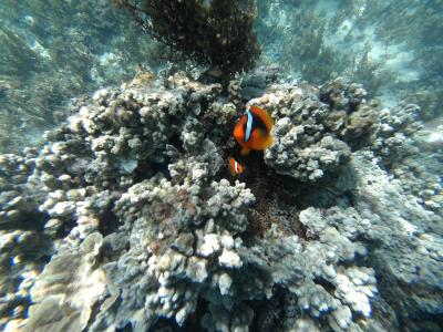 2015夏休み～八重山7泊8日の旅（3日目）