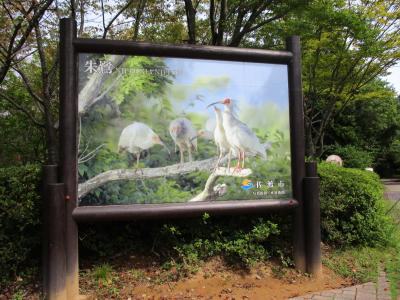 トキめきの佐渡島②