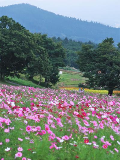 黒姫高原1/2　コスモス園　満開近く　見ごろ　☆１００万本の花数を誇る