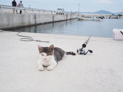 離島マニアの田代島ねこ散歩