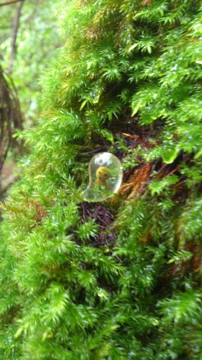 パワーみなぎる屋久島の旅~4泊5日~