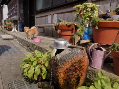 大和の国の山を遊ぶ  その2 ～懐かしの洞川温泉～