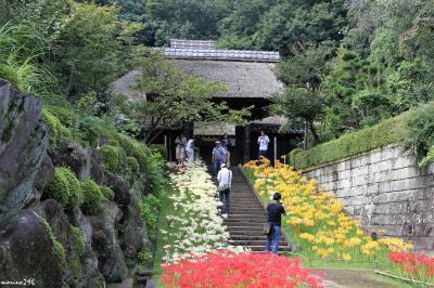 茅葺きと花の寺・西方寺の彼岸花