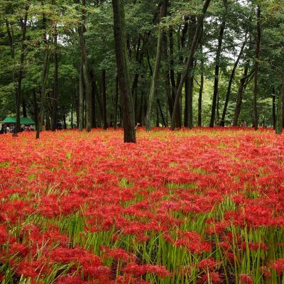 彼岸花を見た二日間