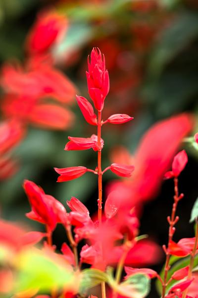 さいたま花の丘公苑満開のサルビア