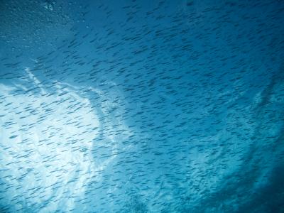 八重山の旅(1)~予定どおりのダイビング編~