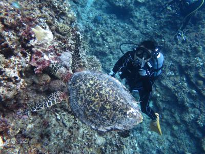 「慶良間ダイビング」と「瀬底島、水納島ダイビング」