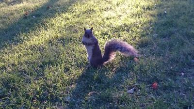 初秋のカナダ東部旅(4日目 後編)  かわいいリスには気をつけろ