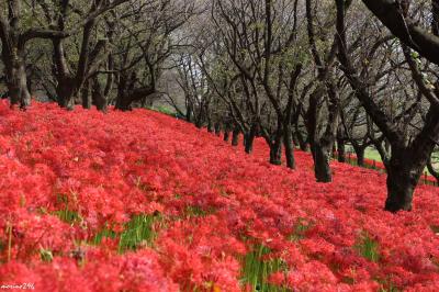 ３００万本の曼珠沙華：幸手・権現堂桜堤