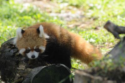 レッサーパンダのルカちゃん　生まれて３ヶ月目　とても可愛い姿でした　【大阪府岬町　みさき公園】