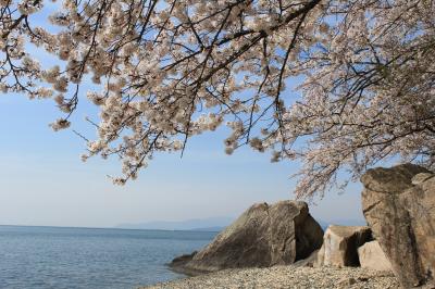 2014年4月　琵琶湖海津桜満開、京都南丹桜吹雪ドライブ