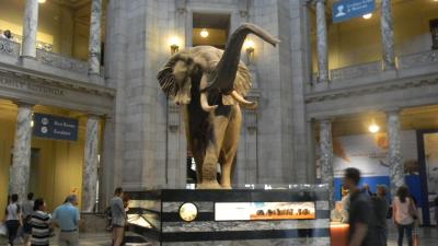 還暦夫婦27日間カナダアメリカ周遊旅行　米ワシントンDC　スミソニアン　自然史博物館 一番人気