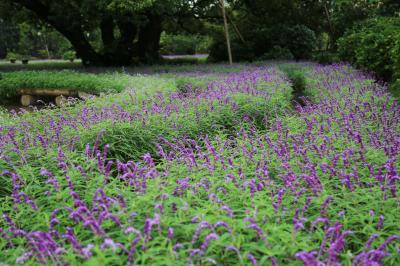 あしかがフラワーパークで季節の花を