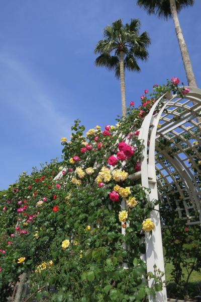 2016・５・５　　子供の日　　長居公園≪バラ園≫にて