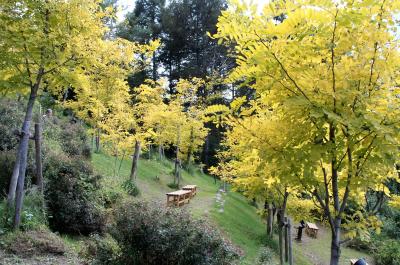 秋空に映える黄葉・白樺高原「黄金アカシアの森」！！車山スカイパークで欧風料理の昼食
