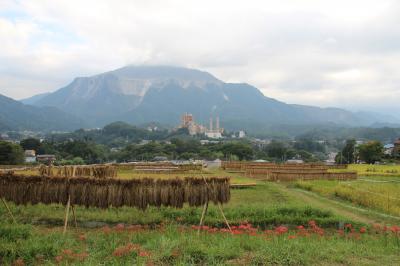 横瀬町　寺坂棚田は稲刈りの真っ最中