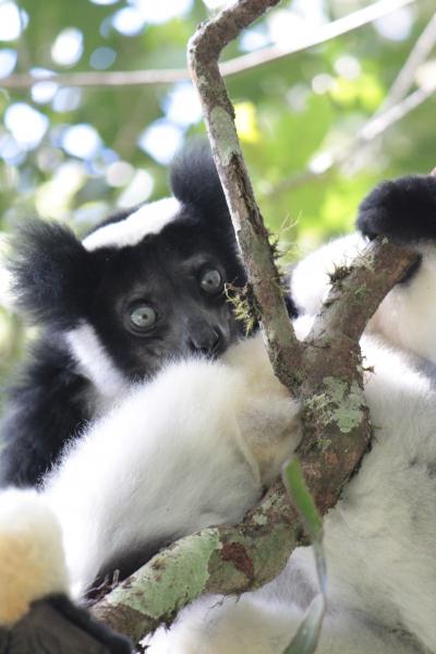 マダガスカル新婚旅行　インドリは表情が豊か