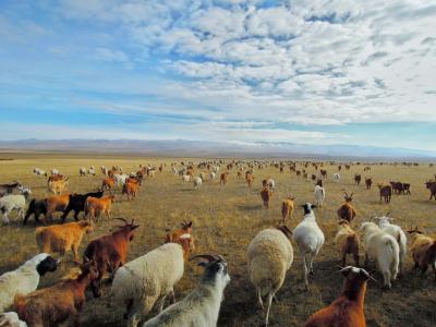 モンゴル リアル遊牧民生活2016