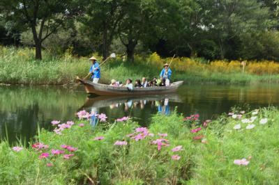 コスモス揺れる環境共生型テーマパーク「河川環境楽園」を歩く♪