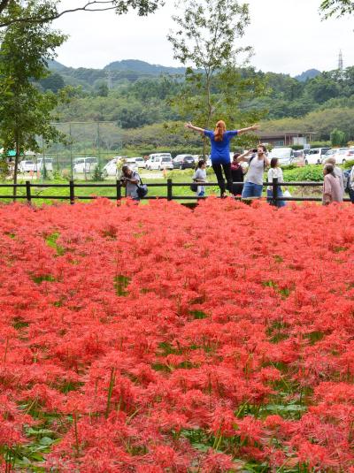 「　なんとかまにあった！　巾着田　曼珠沙華　」　2016