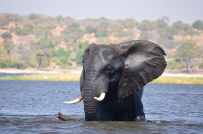 女ひとり旅、タンザニアから南アフリカまでを結んでみた！～チョベ国立公園～