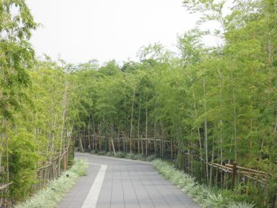 福岡飯塚の名菓ひよ子から一蘭の森で食事をして糸島・白糸の滝へ