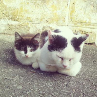 ぶらり東北☆猫と牛の旅３～石巻・田代島～