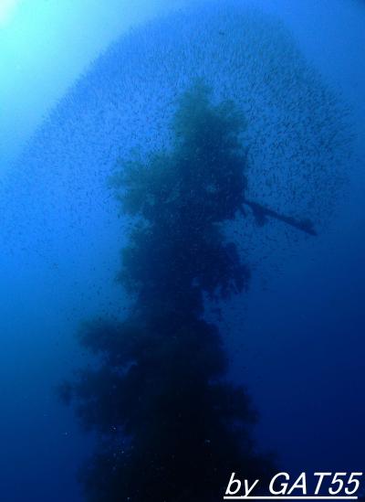 72年前の戦場へトラック諸島でDIVE!～朽ち果てゆく特設給油船 神国丸(SINKOKUMARU)～