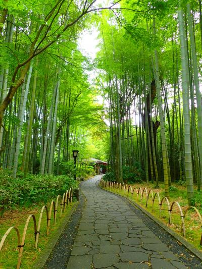 中伊豆旅＠修善寺・天城湯ヶ島