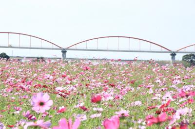 吹上　コスモス畑は…台風に泣く？ 頑張って咲いた花達に拍手～♪