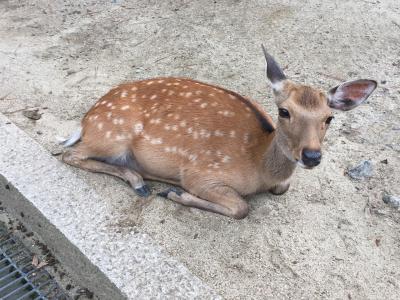 そうだ&#8252;️京都へ行こう&#128644;梅雨のおかんと２人旅【奈良編】