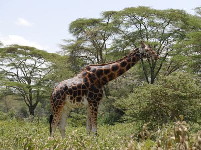 2016年７月　ケニア旅行記②　世界遺産　ナクル湖