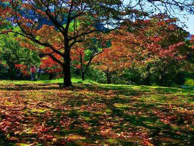 新宿御苑に紅葉をさがして