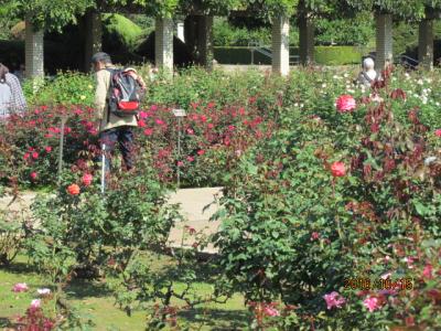 秋を求めて。神代植物公園のバラ展。