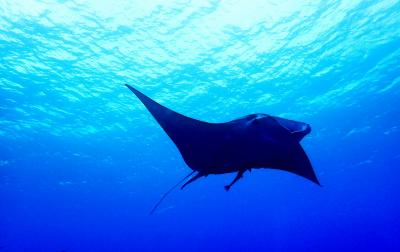 石垣島ダイビング旅行　～ひとり旅～　２日目