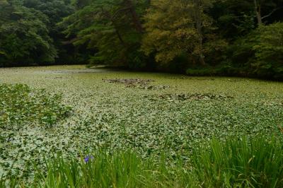 神戸市立森林植物園で森林浴