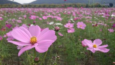 岡山☆笠岡ベイファームのコスモス