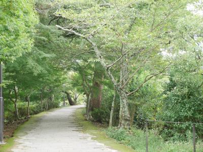 2泊3日京都旅行①「宇治編」