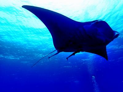 石垣島ダイビング旅行　～ひとり旅～　４日目