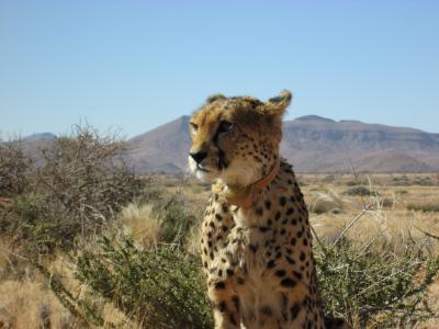 女ひとり旅、タンザニアから南アフリカまでを結んでみた！～Sossusvlei & Swakopmund Adventure Safari DAY4～ 