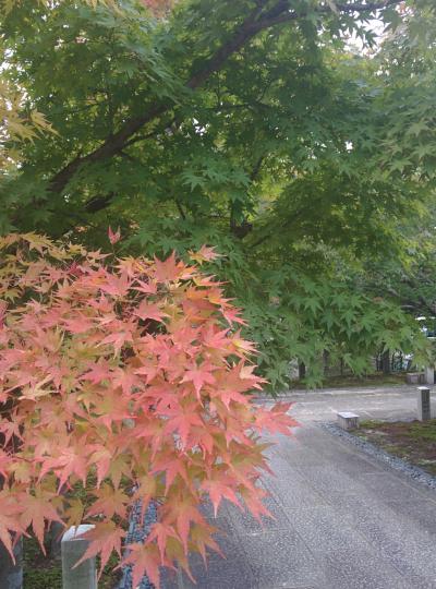 ～★☆チャリポタぶらり”：ほんのりと色づき始めた紅葉（京都東山七条周辺）・・・☆★～