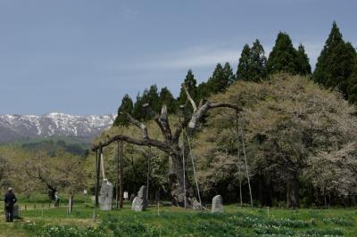 置賜桜回廊（ウォーキング編）