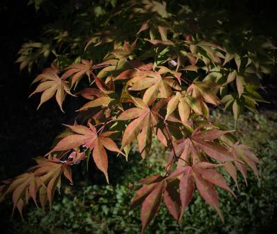 秩父の紅葉はまだまだ先（10月20日）