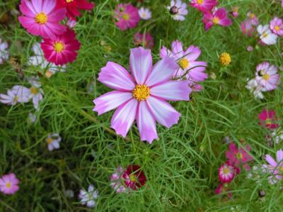 大阪万博記念公園・自然文化園「花の丘のコスモス畑」をホロホロ散歩。（2016）