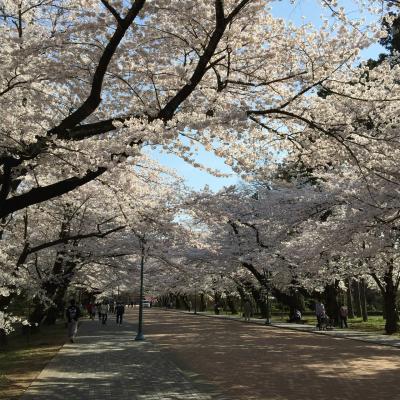 日大の桜