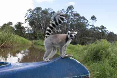 マダガスカル新婚旅行　念願のワオキツネザルと戯れる