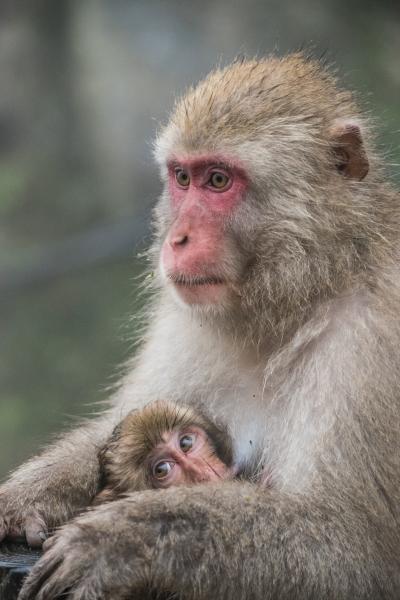 志賀高原の紅葉は今年は大幅遅れ、代わりに温泉猿を見に行こう